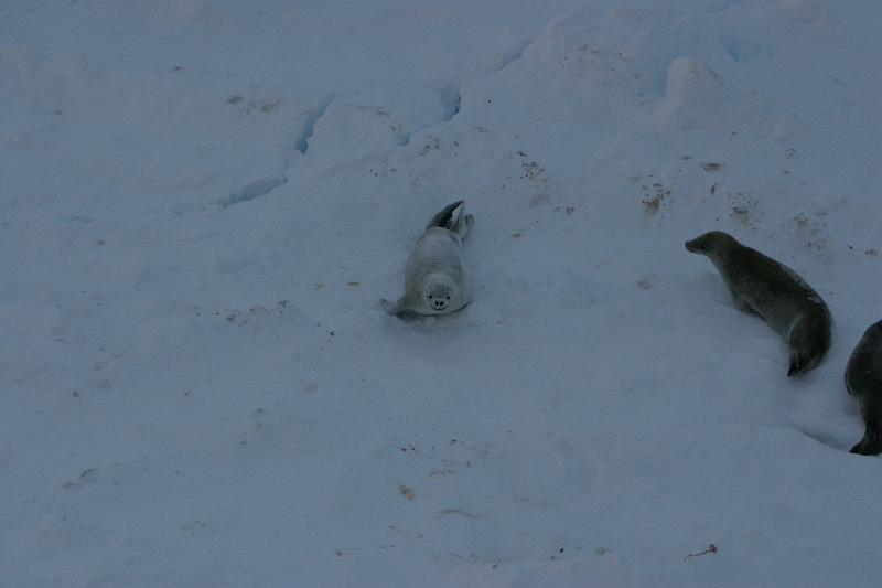 crabeater seal growling.JPG